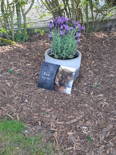 Customer photo review of Katzen Gedenkglas mit Foto (Spezialdruck hinter Acrylglas)