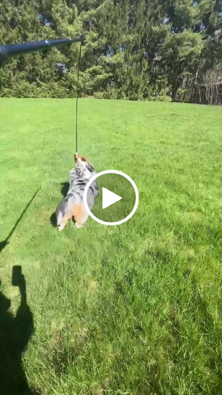Customer video review of Flirt Pole