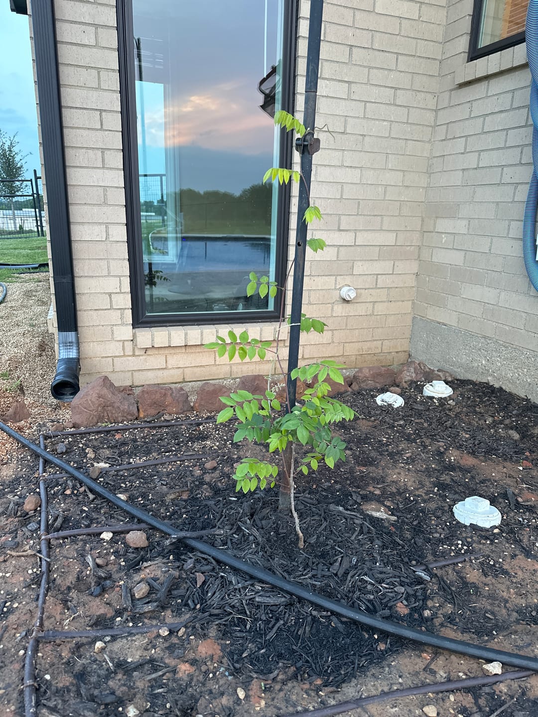 Customer photo review of Texas Wisteria