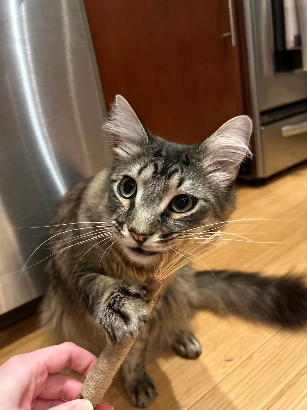 Customer photo review of RYERCAT Silvervine Cat Dental Sticks