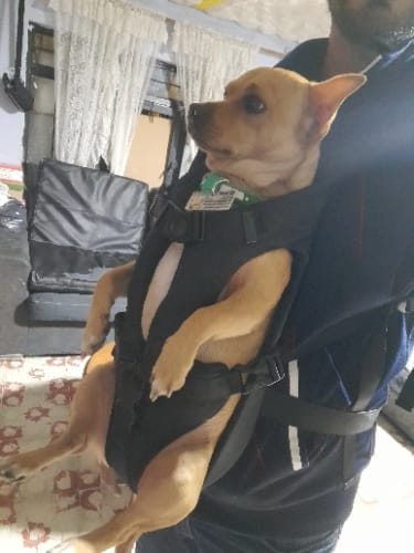 Customer photo review of PawPal Voyage Veste