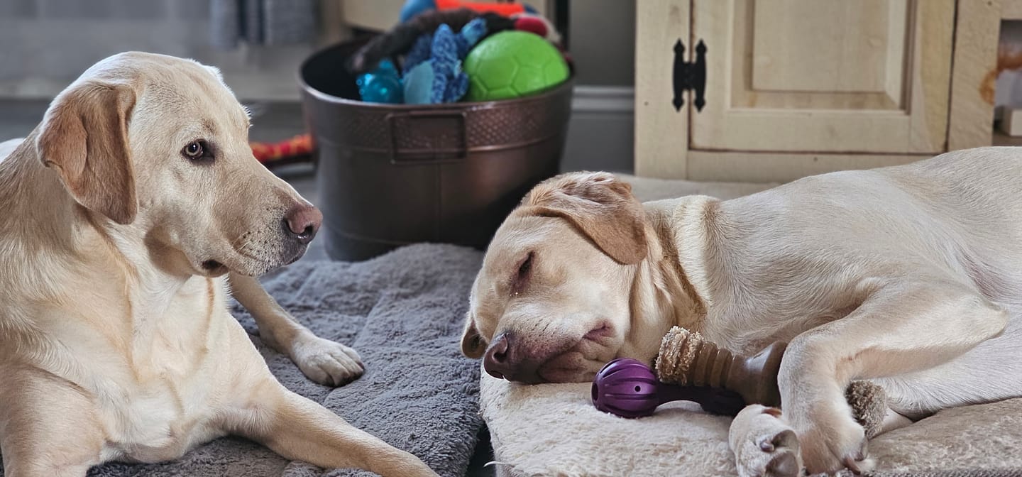 Customer photo review of Bark-Less Bites - XL Breed