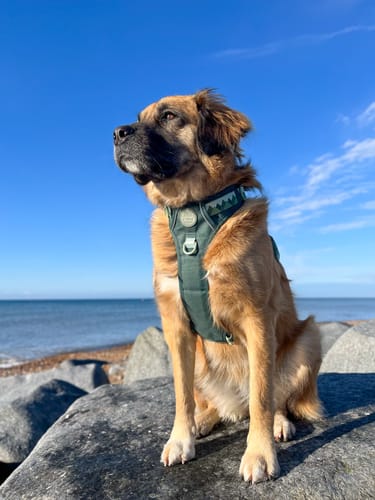 Customer photo review of Tough Trails™ Harness - Walkies Ready® Forest Green