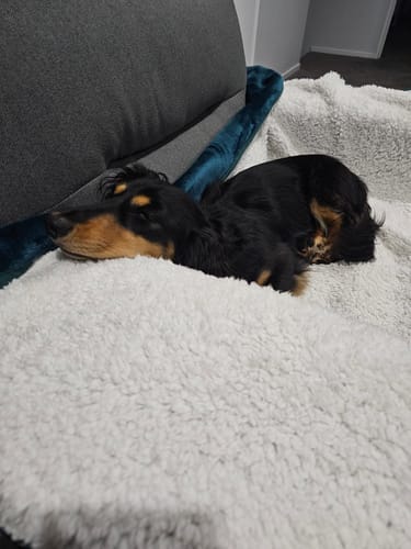 Customer photo review of Waterproof Splash blanket™ - Emerald Green The OG