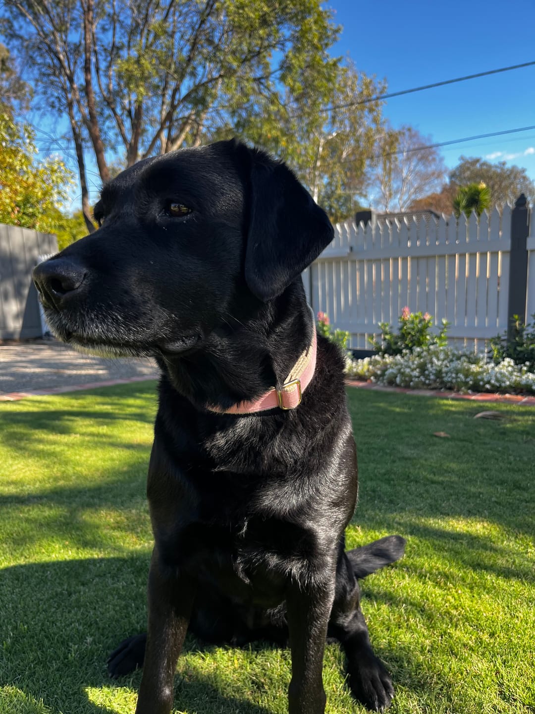 Customer photo review of Hemp & Organic Cotton Dog Collar ~ Pale Pink