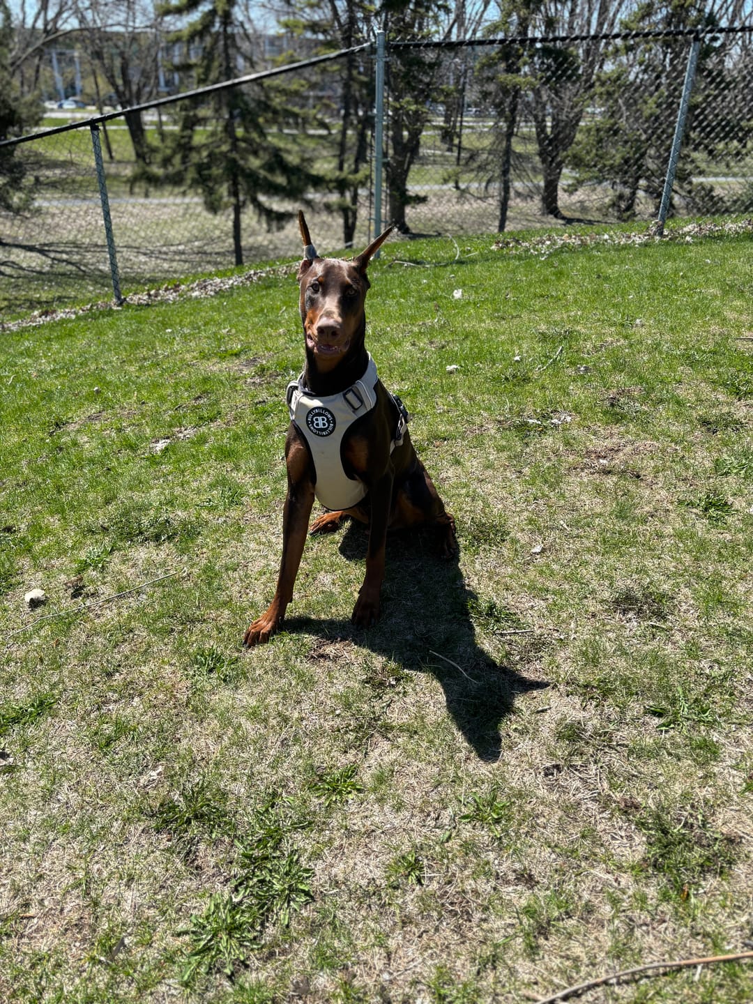 Customer photo review of Premium Comfort Harness | Non Restrictive & Adjustable - Light Military Tan
