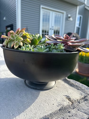 Customer photo review of Knox Compote