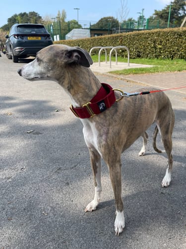 Customer photo review of Martingale Collars - Soft with Brass Fittings