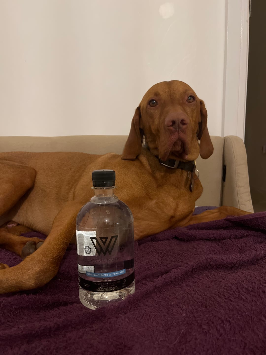 Customer photo review of 500ml Naturally Alkaline Spring Water