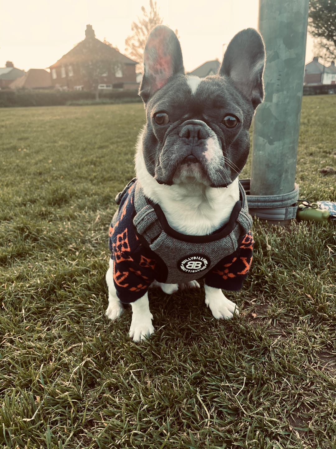 Customer photo review of Premium Comfort Tweed Harness | Non Restrictive & Adjustable - Stone Grey