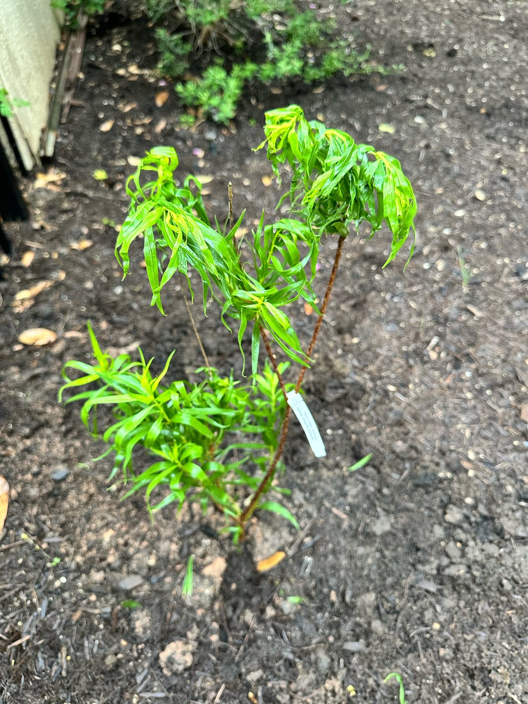 Customer photo review of Bubba Desert Willow 'Pink'