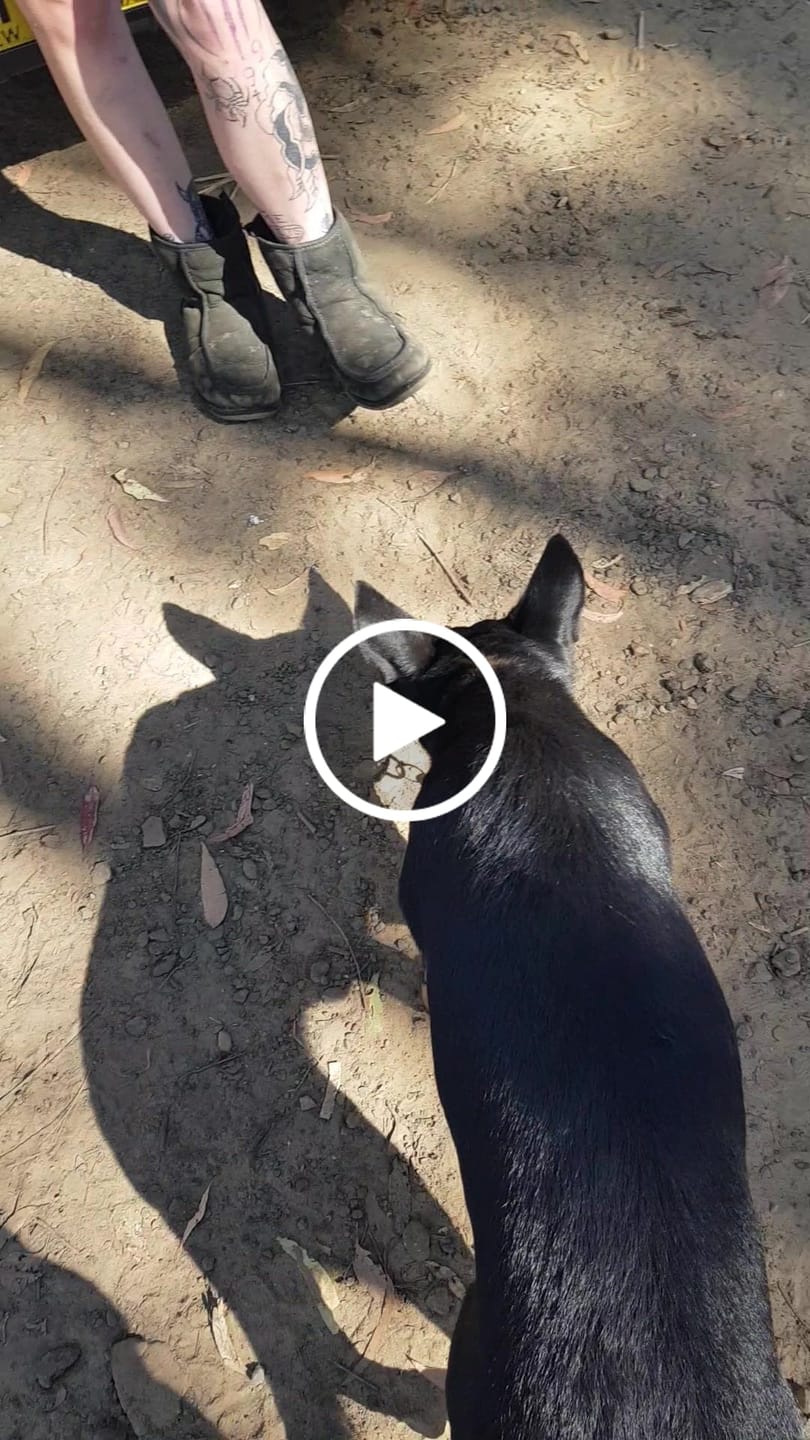 Customer video review of Dog Collar