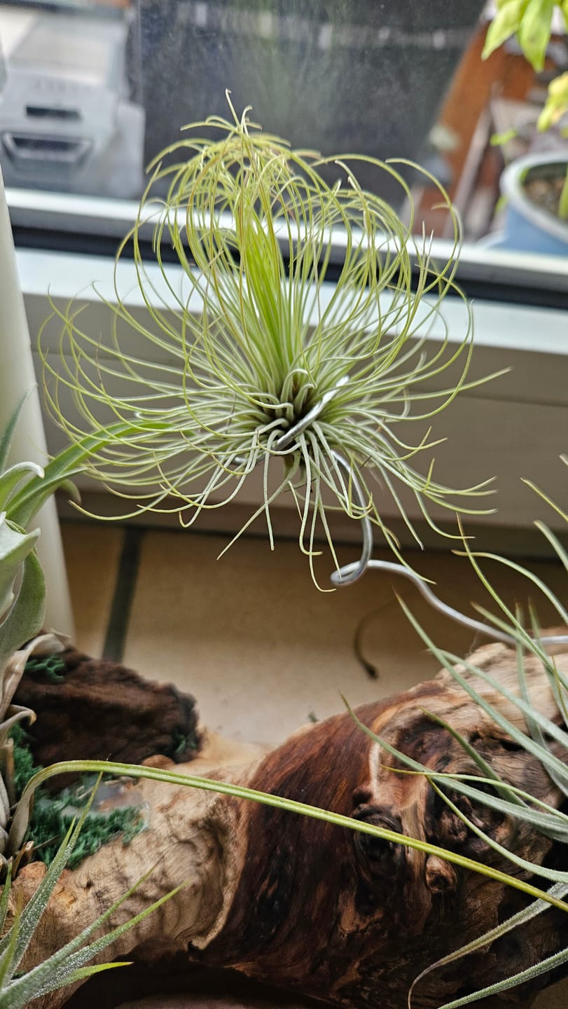 Customer photo review of Tillandsia andreana