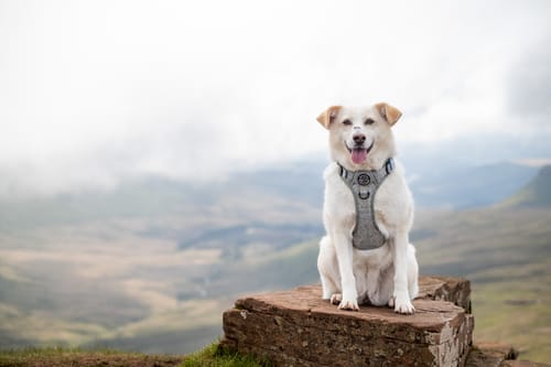 Customer photo review of Tough Trails™ Harness - Country Thyme