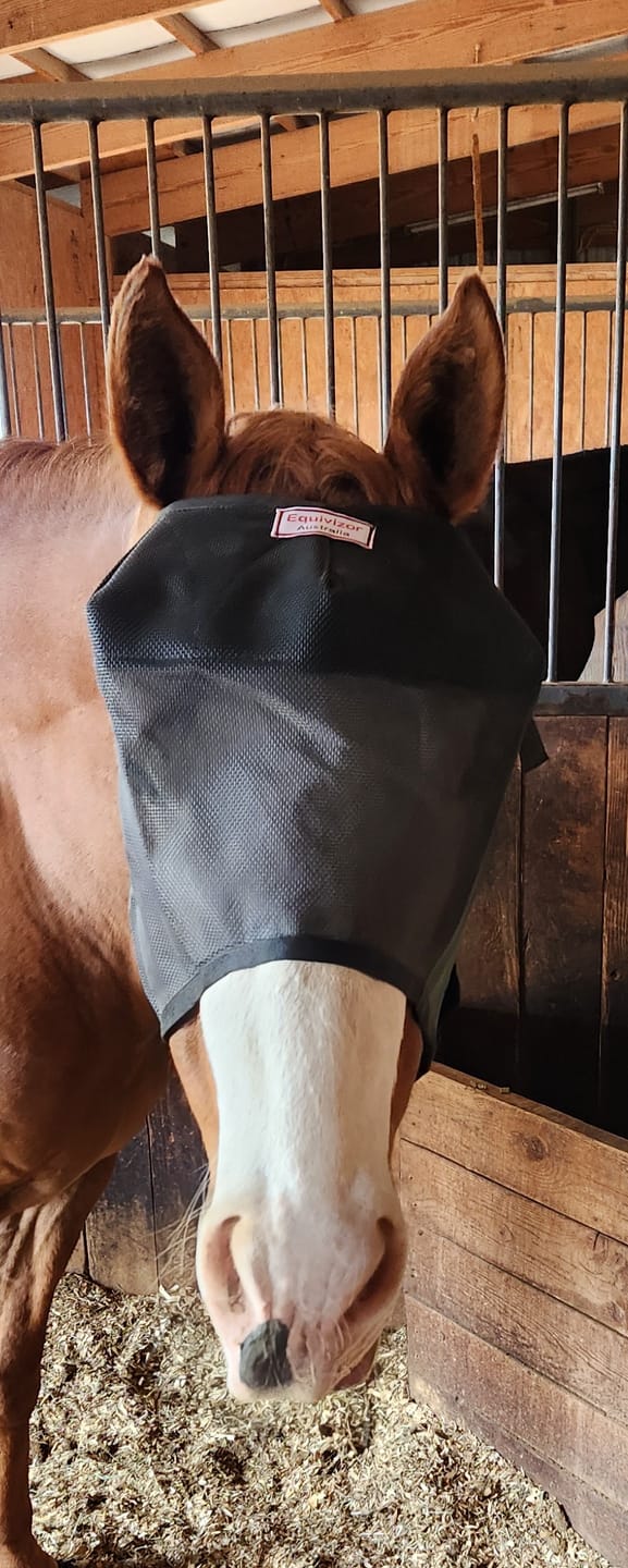 Customer photo review of EquiVizor Fly Mask - Standard