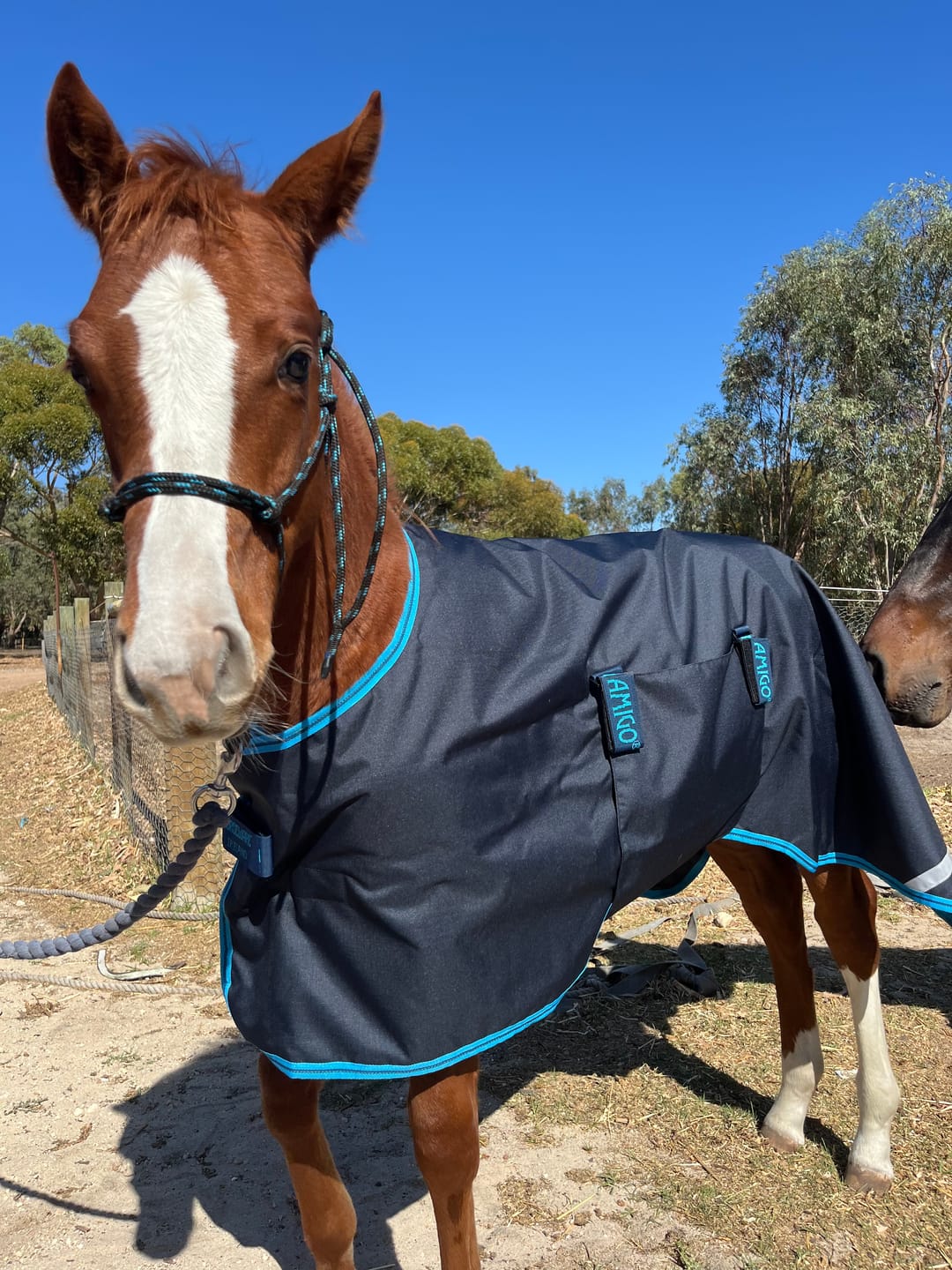 Customer photo review of Amigo Foal Rug 50g