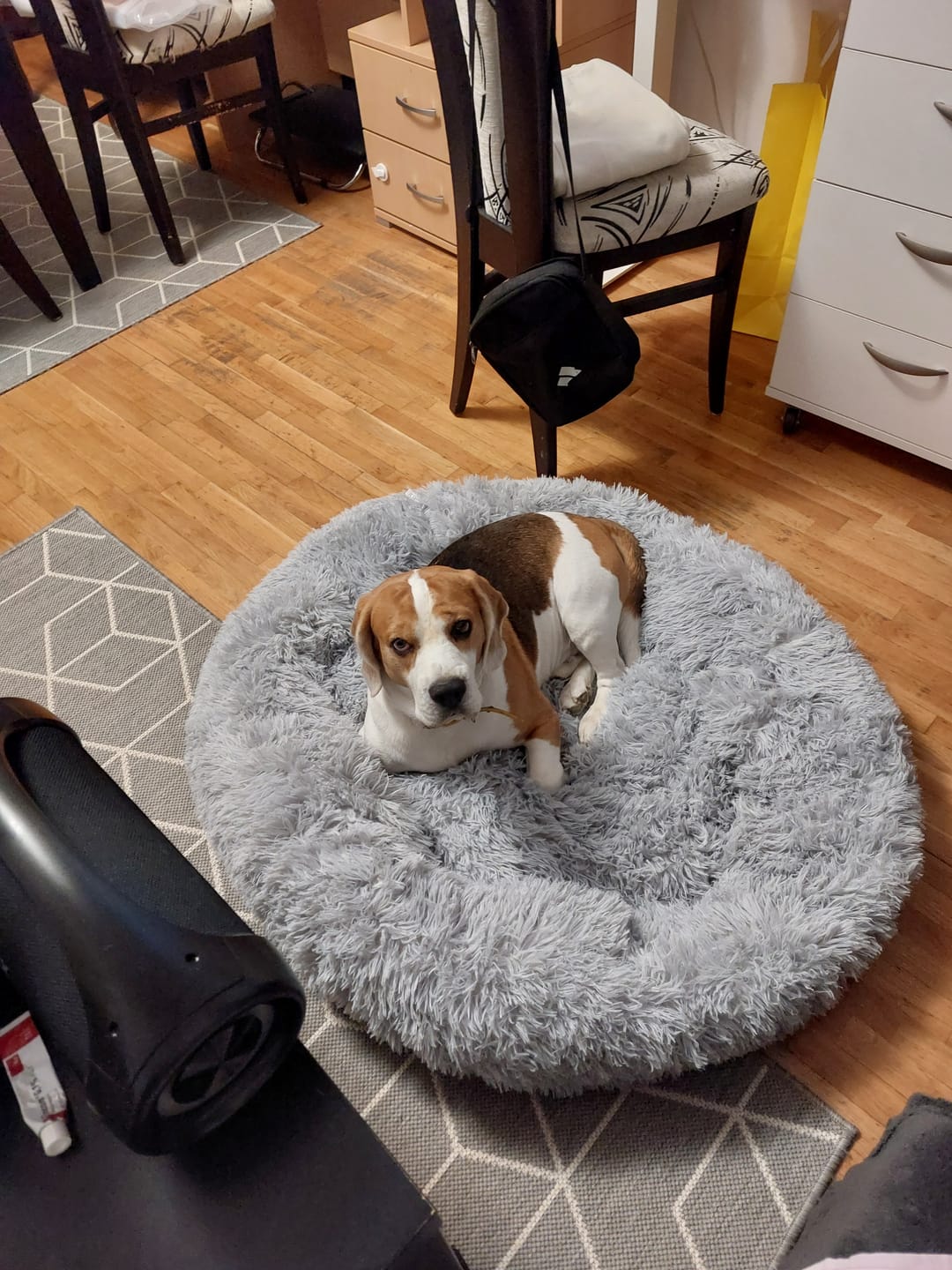 Customer photo review of Umirujući Krevet za Pse