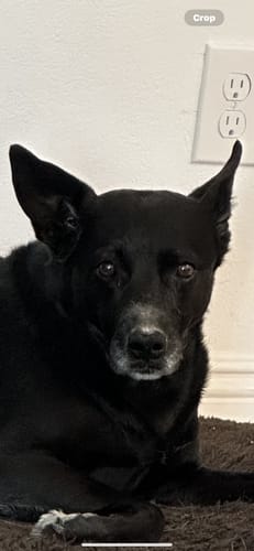 Customer photo review of 12" Gullet Strips For Dogs