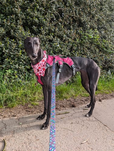 Customer photo review of Sighthound Escape Proof Harness