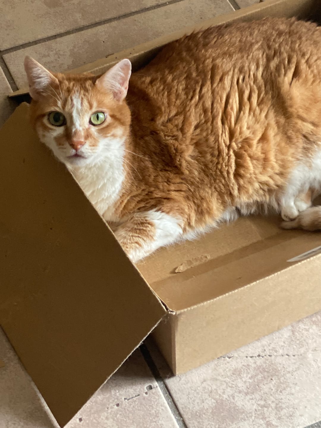 Customer photo review of Royal Canin Veterinary Diet - Urinary SO+ Satiety Dry Cat Food