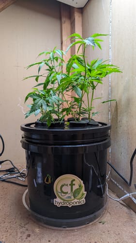 Customer photo review of Aeroponic 9 Site 3 gallon Cloner
