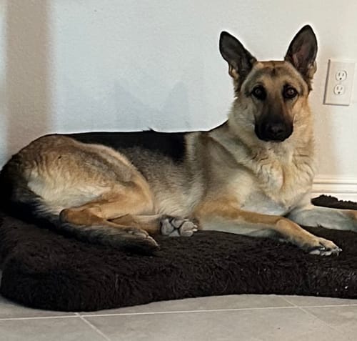 Customer photo review of Beef Sausage for Dogs