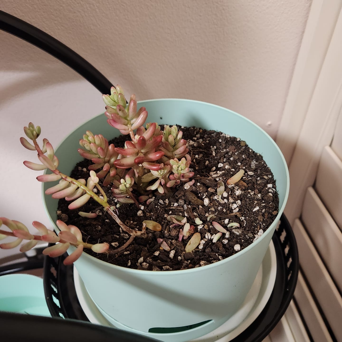 Customer photo review of Sedum x rubrotinctum 'Aurora' (Pink Jelly Bean)