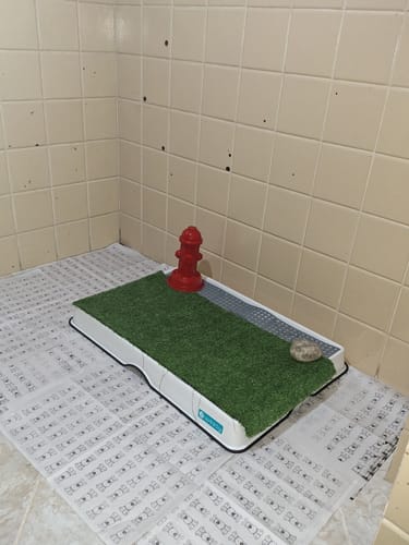 Customer photo review of Weasy Cão