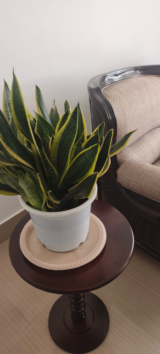 Customer photo review of Wooden Side Table for Living Room Coffee End Table