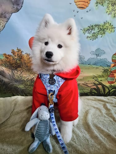 Customer photo review of Tough Trails™ Harness - Eeyore