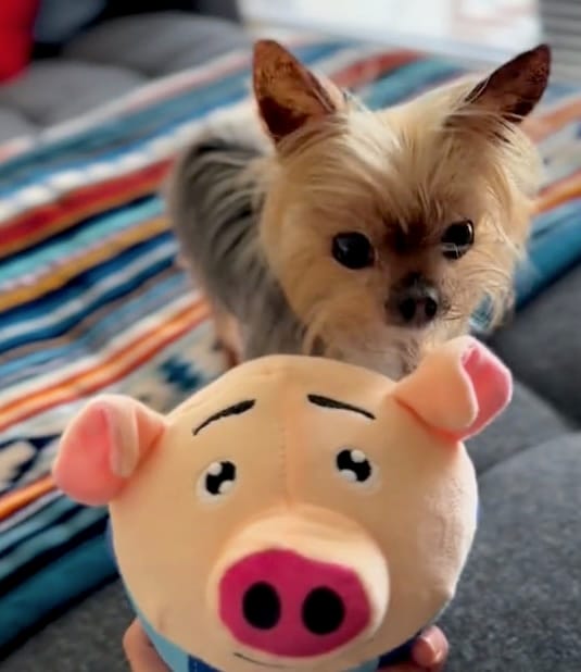 Customer photo review of Bouncing Piggy™ - Interactive Dog Toy