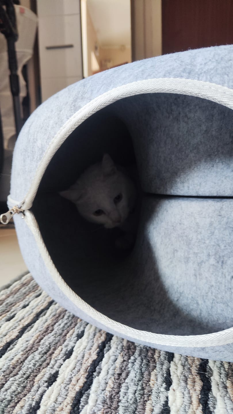 Customer photo review of Tunel Krevet za Mačke