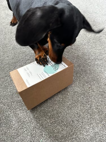 Customer photo review of Calming Box | Anxiety Free Dachshund