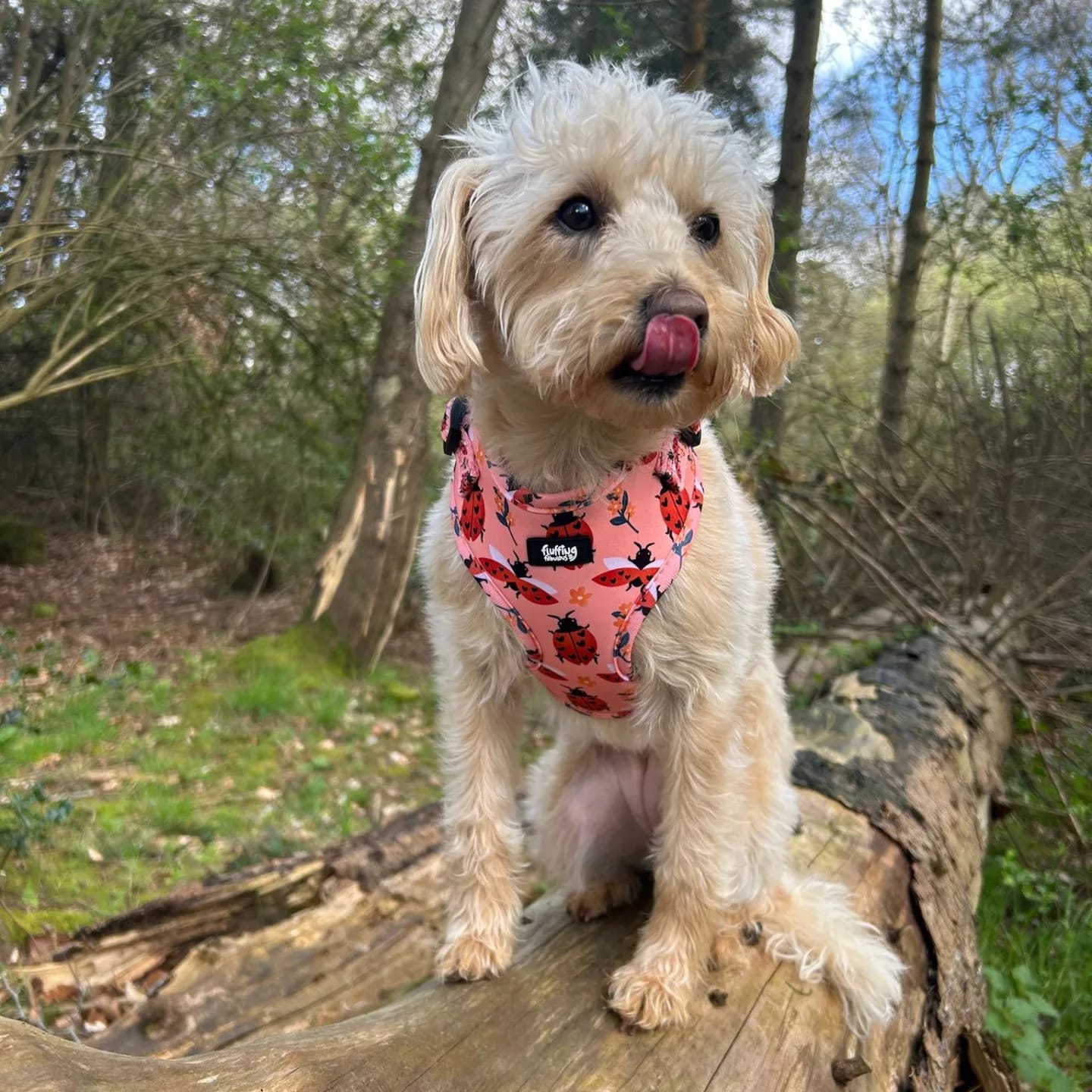 Customer photo review of Adjustable Dog Harness - Snug As A Lady Bug