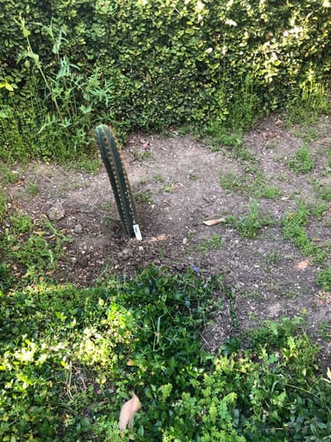 Customer photo review of Cactus Collector Variety Packs | Trichocereus Cactus Variety Packs