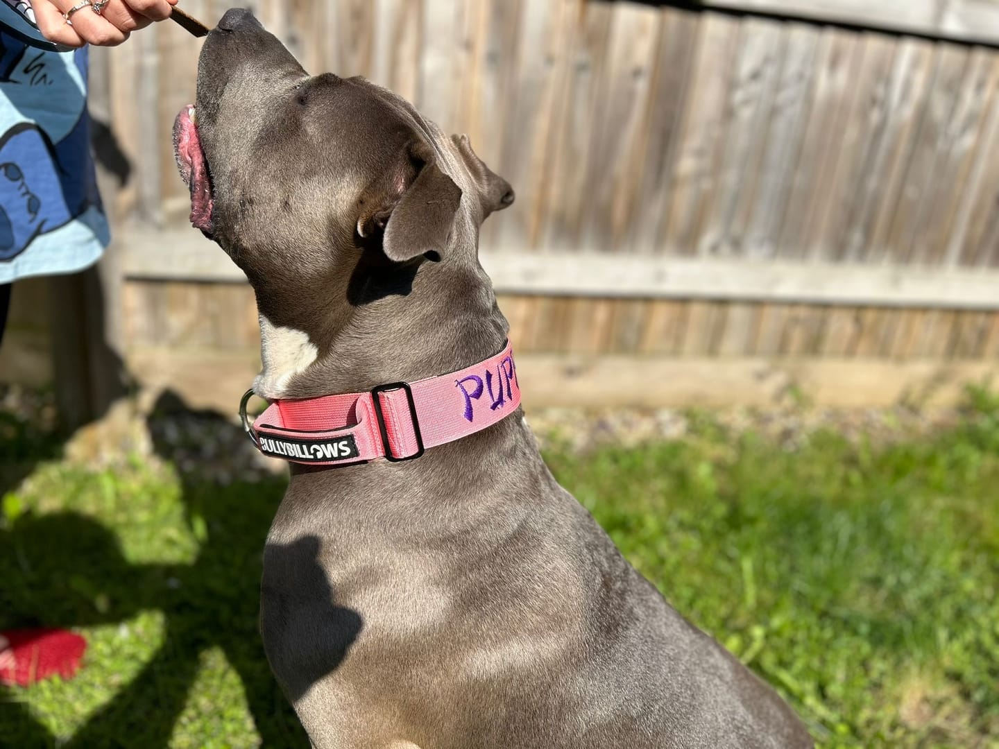 Customer photo review of 5cm Combat® Collar | With Handle & Rated Clip - Pink v2.0