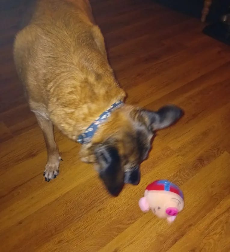 Customer photo review of Bouncing Piggy™ - Interactive Dog Toy