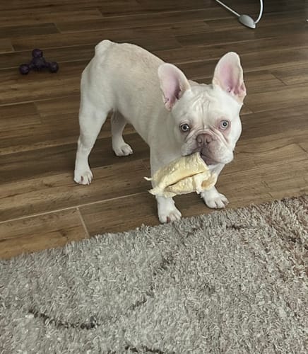 Customer photo review of Beef Cheek Rolls