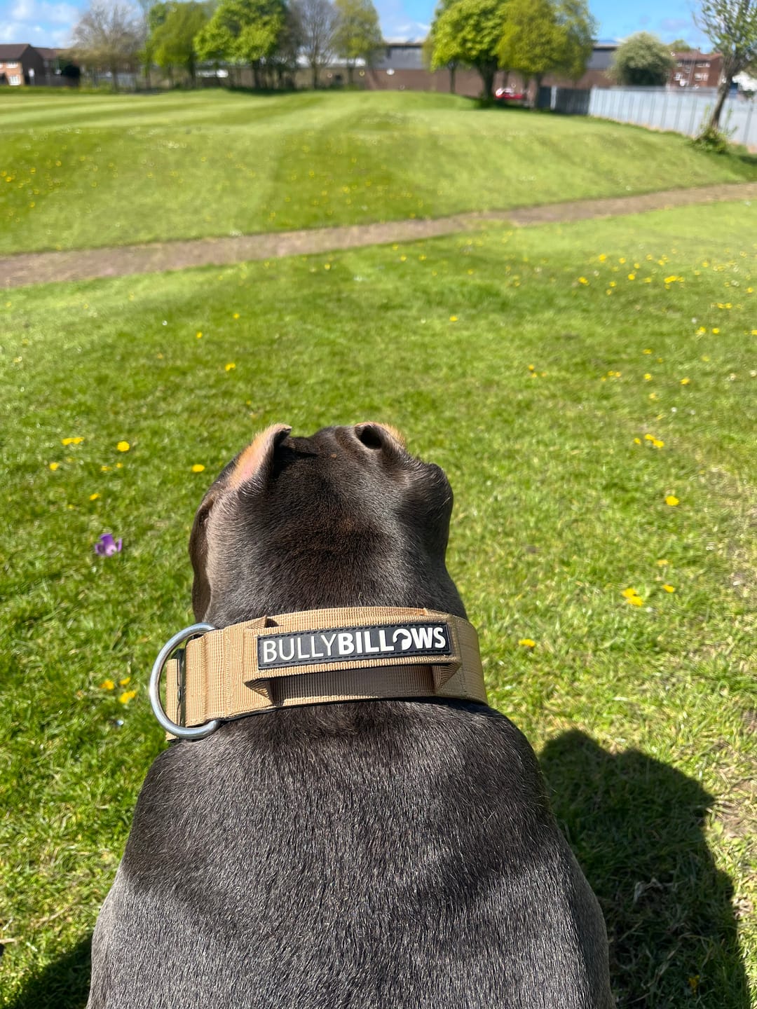 Customer photo review of 5cm Combat® Collar | With Handle & Rated Clip - Military Tan v2.0
