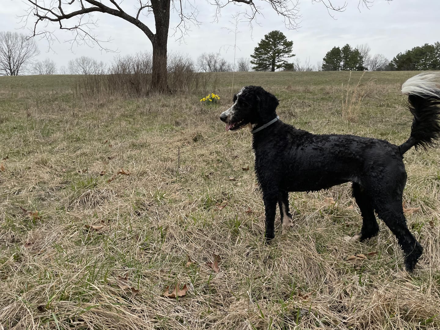 Customer photo review of furMe Grooming Vacuum Filters & Blade Replacement Pack