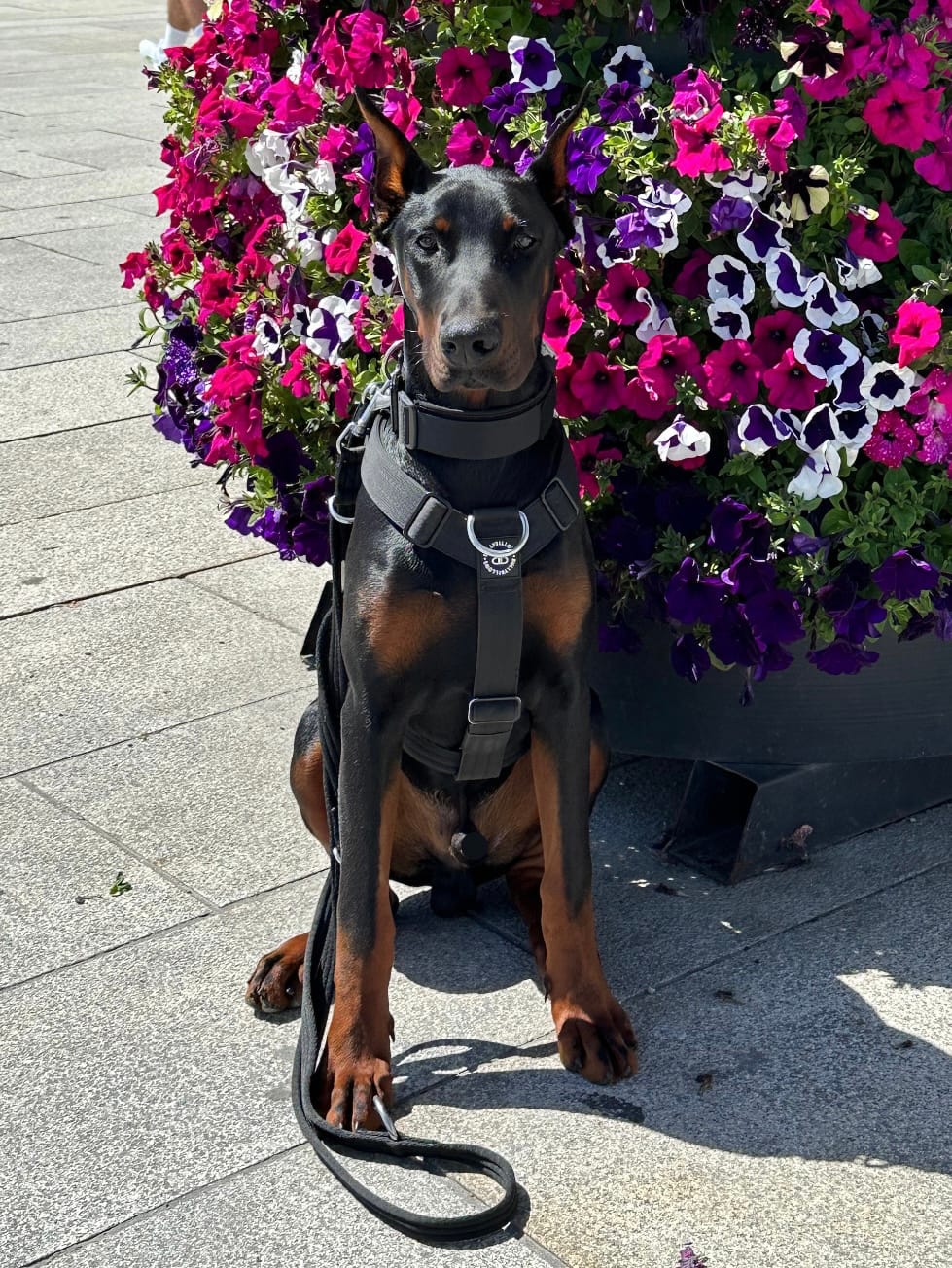 Customer photo review of TRI-Harness® | Anti-Pull, Adjustable & Durable - Dog Trainers Choice -  Black v2.0