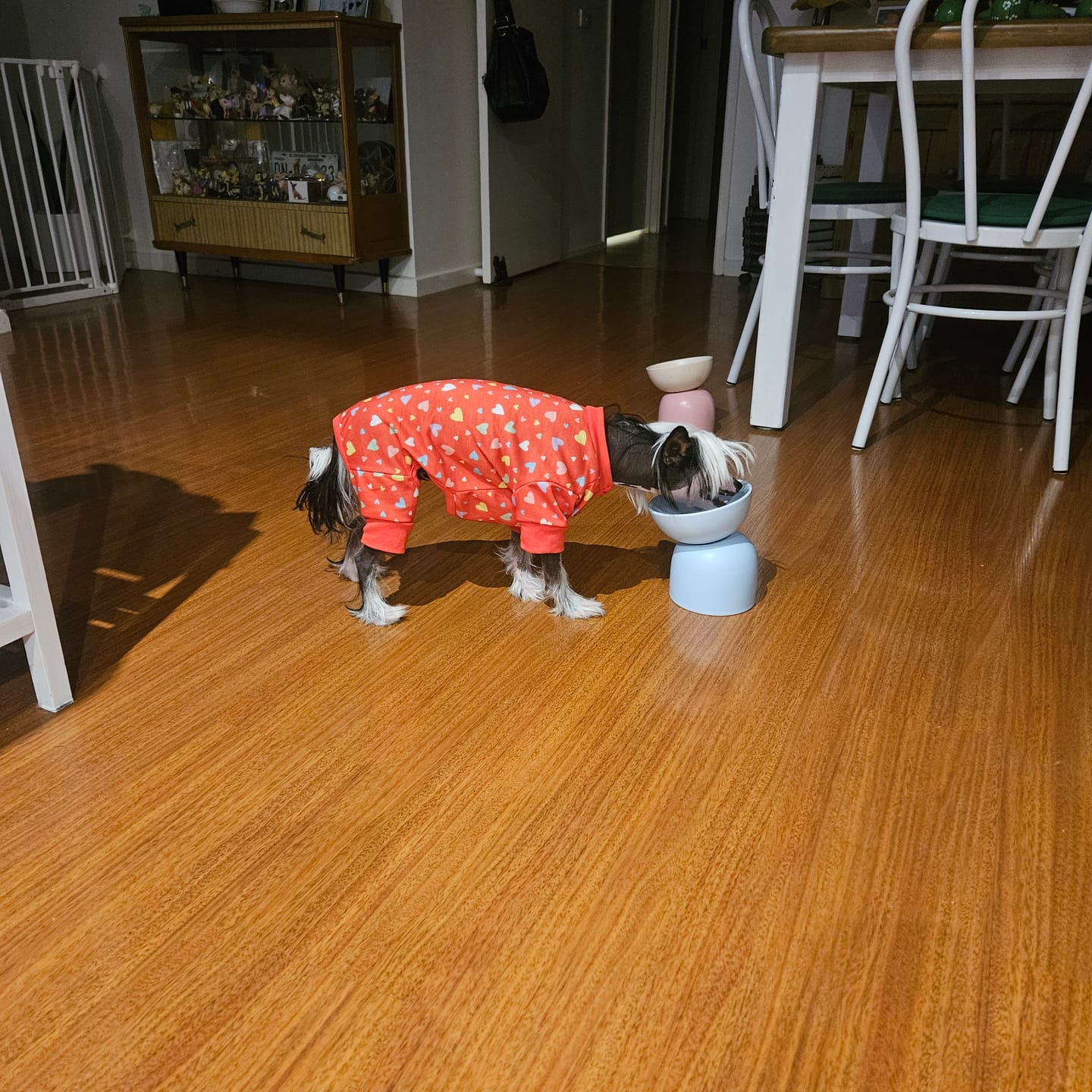Customer photo review of Makesure Sugar Bean Ceramic Double Pet Bowls For Cat and Small Dogs