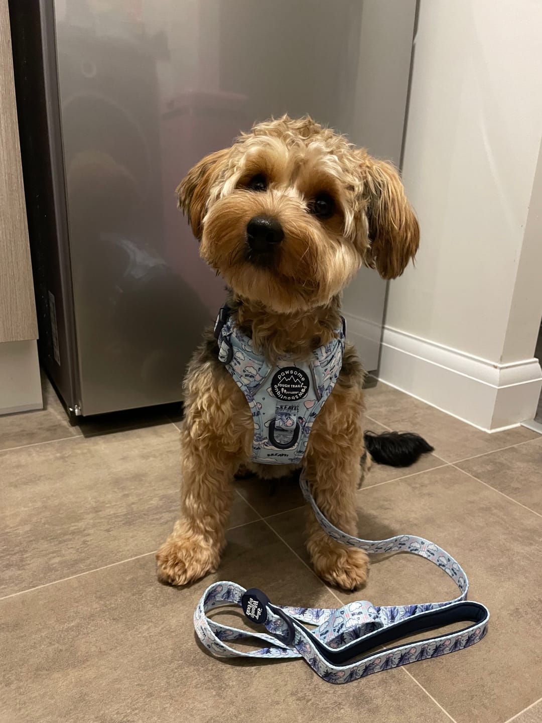 Customer photo review of Tough Trails™ Harness - Eeyore