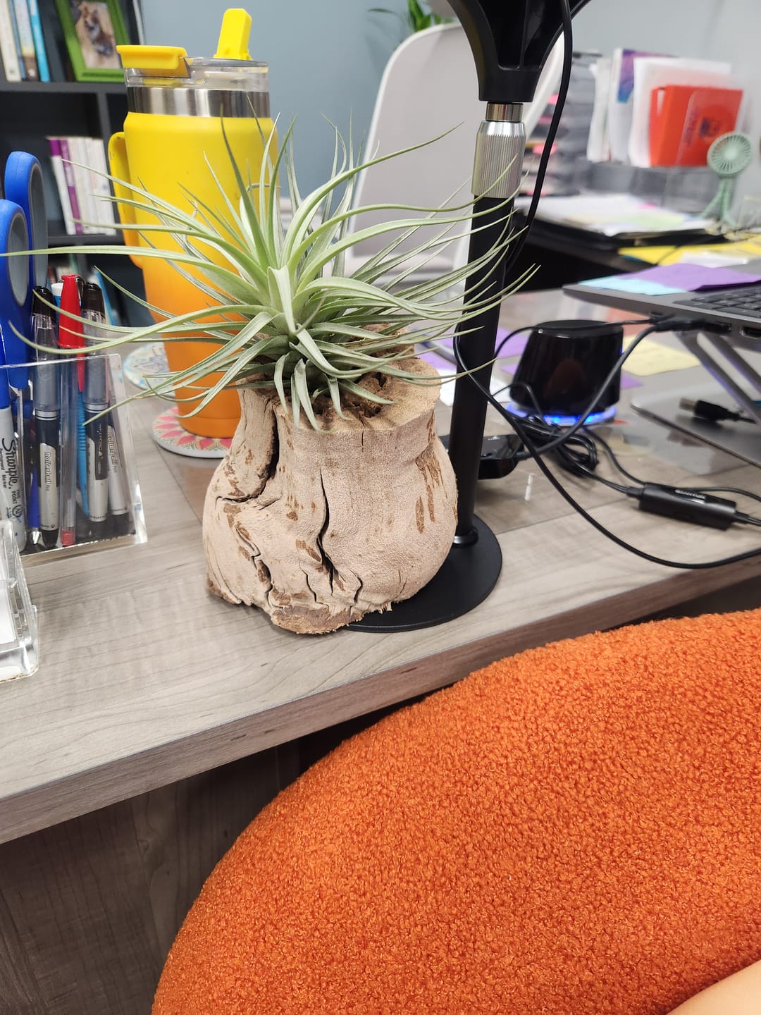 Customer photo review of Sandblasted California Grapewood Trunk