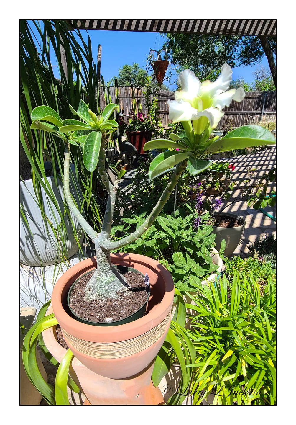 Customer photo review of Desert Rose, Adenium obesum, White Flowers