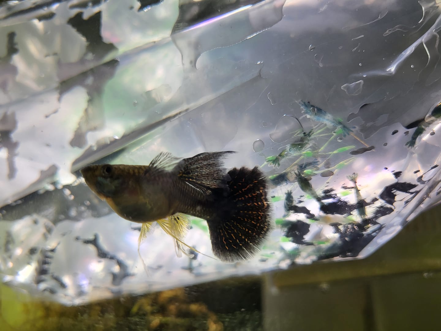 Customer photo review of Green Rili Shrimp