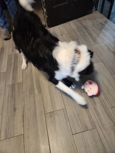 Customer photo review of Bouncing Piggy™ - Interactive Dog Toy