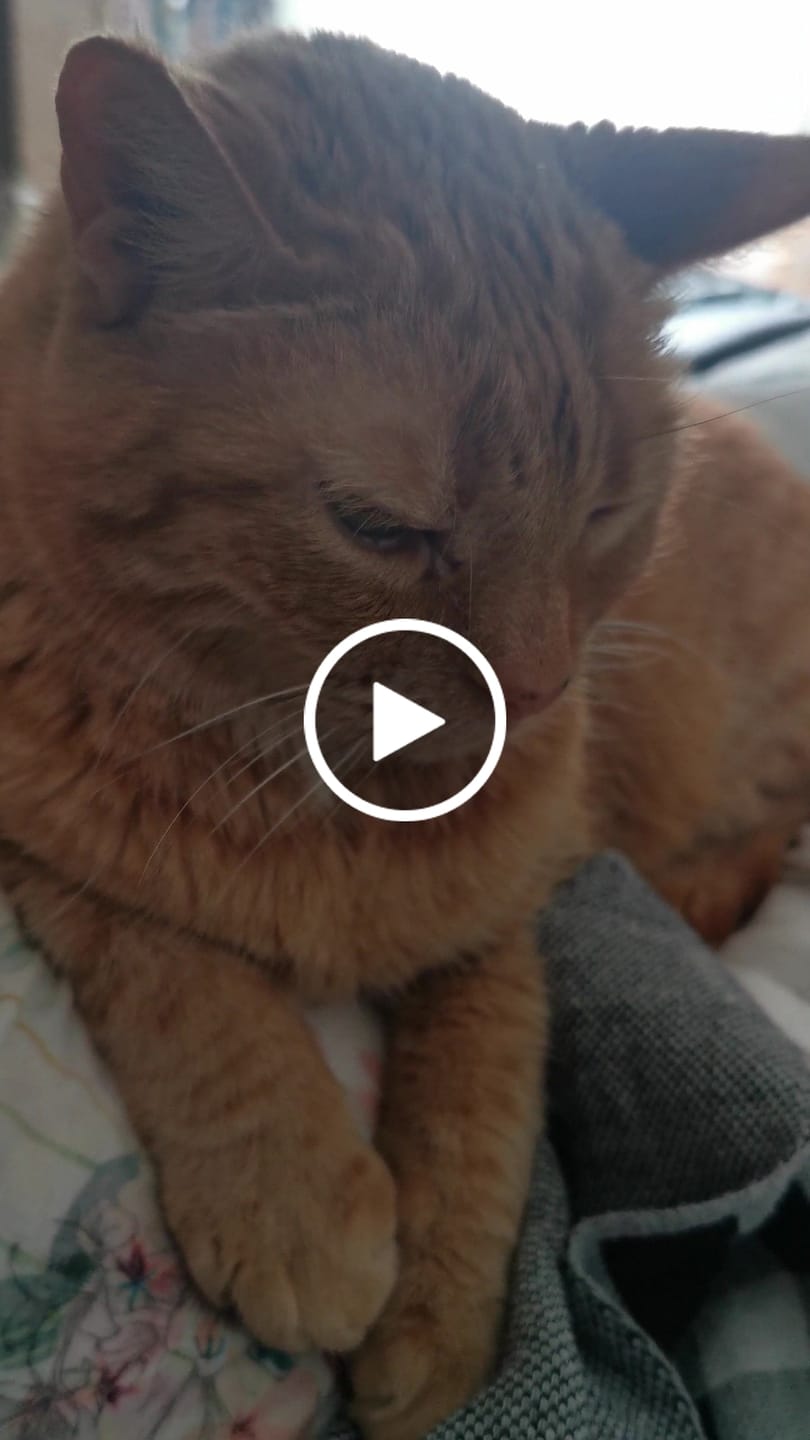 Customer video review of Allergietest Basic Katze