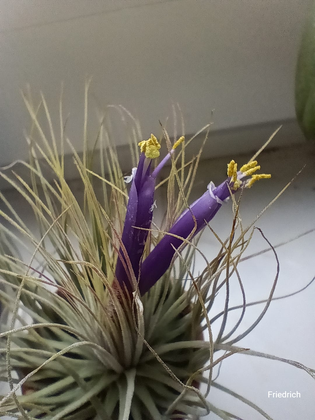 Customer photo review of Tillandsia butzii