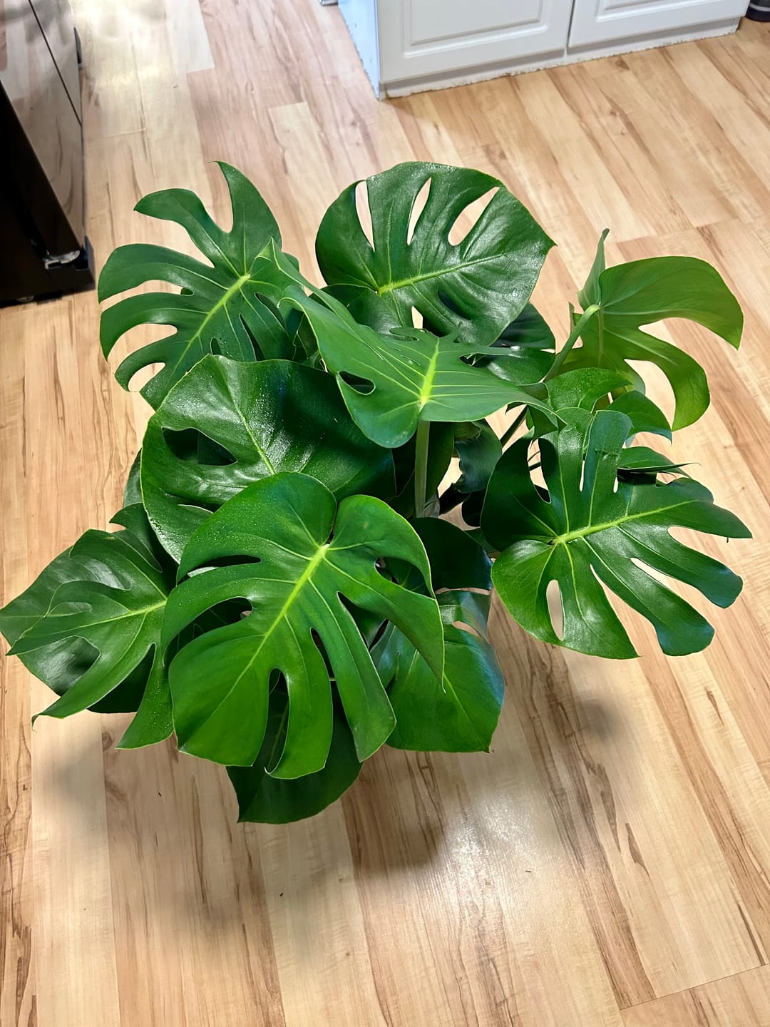Customer photo review of Monstera Deliciosa, Swiss Cheese